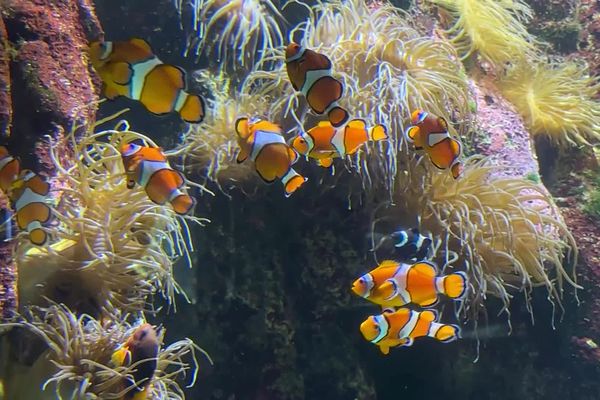 Papa Némo, bébé Némo... Le bassin des poissons-clown séduit particulièrement les enfants !