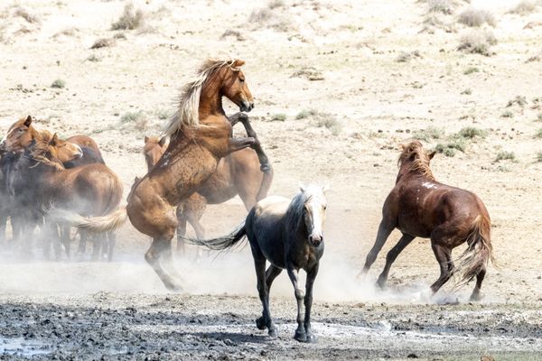 Le berceau mondial de la domestication du cheval se situe dans les steppes pontiques, une vaste région s'étendant du nord de la chaîne du Caucase à la mer Caspienne selon l'équipe de l'Université Paul Sabatier de Toulouse (Haute-Garonne).