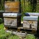 Un homme qui exploitait des ruches soi-disant trouvées près d'un container à Rosis près de Béziers dans la l'Hérault a été jugé par le tribunal correctionnel. Il devra en plus indemniser deux apiculteurs pour le préjudice subi.( Photo d'illustration)