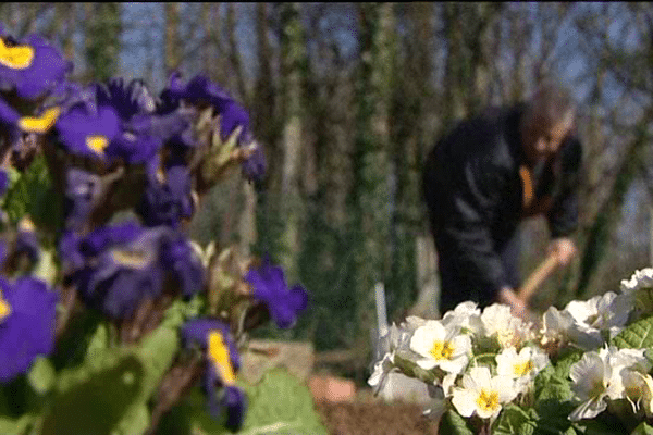 Les jardiniers se sont mis au travail ce dimanche dans les jardins familiaux d'Alençon