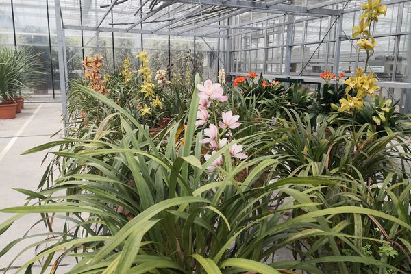 Les plantes et fleurs sont réparties dans compartiments, au centre horticole de Rennes. Elles participeront à l'aménagement paysager de la ville ou seront dédiées à l'organisation d'événements (sportifs, commémorations, tournages de films...)