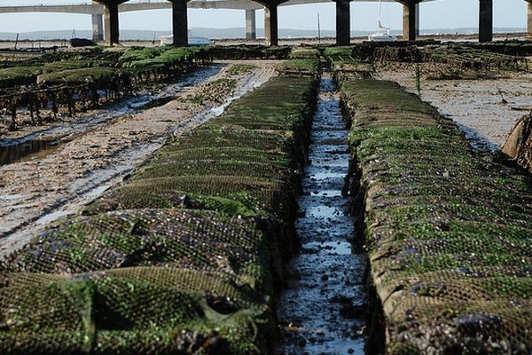 Parcs à huîtres de Bourcefranc-le-Chapus en Charente Maritime