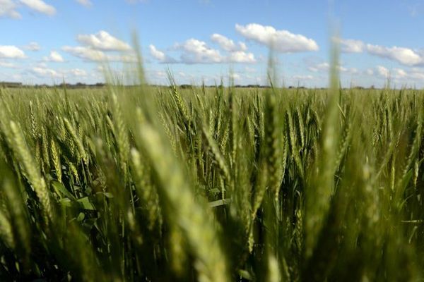 Plus de 200 chercheurs originaires d'une quinzaine de pays sont réunis mi-novembre à Clermont-Ferrand pour échanger sur la création de nouvelles variétés de blé, mieux adaptées au changement climatique et aux besoins des populations. Ce congrès international associe le projet français "BreedWheat", lancé en 2011 pour une durée de 9 ans dans le cadre du programme "Investissements d'avenir" initié par le gouvernement, à d'autres projets nationaux, allemand et anglais notamment.
