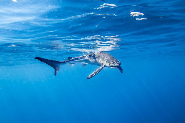 Les requins peau bleue ont un rôle d'épurateur, en mangeant des animaux morts ou malades.