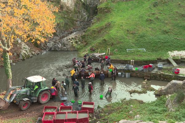 Un étang près de Montluçon est vidé de tous ses poissons.