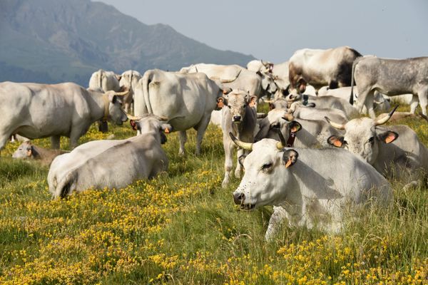 De nombreux troupeaux gagnent les pâturages d'altitude pendant l'été en montagne. Les rencontres avec les randonneurs sont fréquentes.