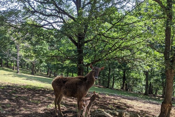 Au parc animalier d'Auvergne, dans le Puy-de-Dôme, un bébé cerf de Thorold a vu le jour le 8 juin, une première en France.