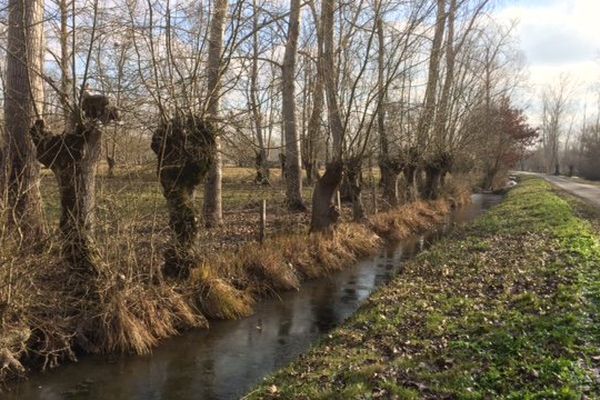 Les frênes tétards du Marais Poitevin sont malades, attaqués par la chalarose.