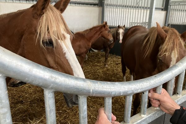 Ces 83 chevaux ont été saisis auprès d'un éleveur normand.