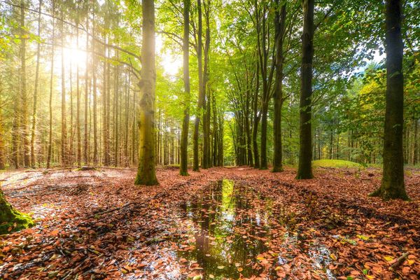 Douceurs d'automne.