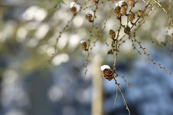 Avec le vent prévu cette semaine, la température ressentie peut être jusqu'à cinq degrés inférieure à la température relevée. 