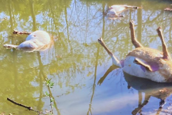 Les brebis retrouvées mortes le 31 octobre 2024, à Braud-et-Saint-Louis, en Gironde. S'agit-il d'une nouvelle attaque du loup qui a été localisé dans le secteur ?