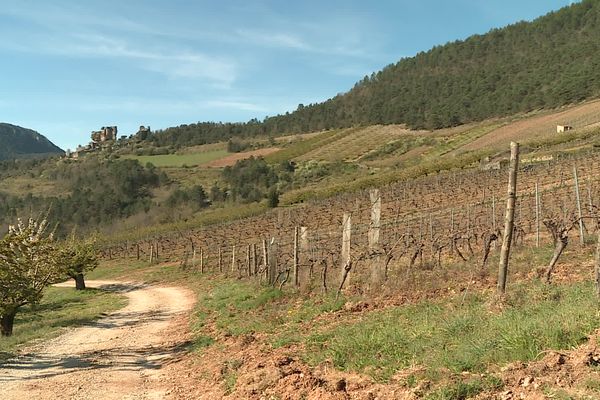 Domaine du Vieux Noyer- Côtes-de-Millau dans le département de l'Aveyron là ou est produit et distribué un alcool à base de vin et de CBD.