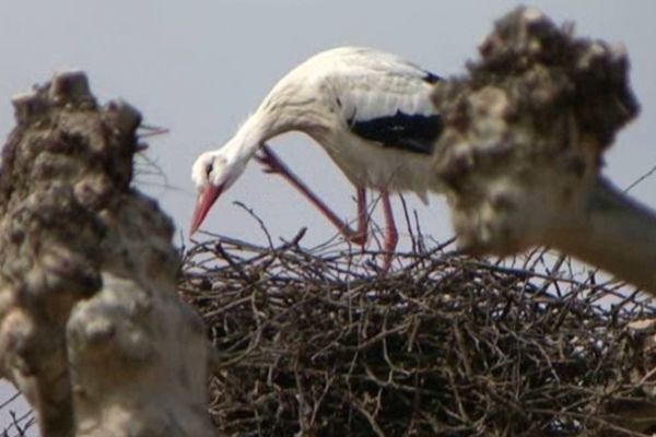 Les cigogne se sont installées au sommet du plus haut arbre de la place du Conseil des XV
