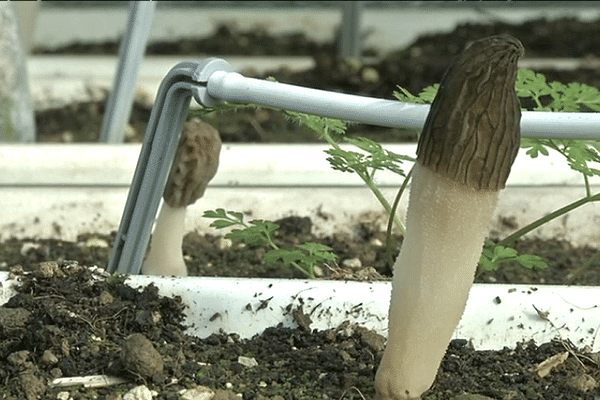 Une première en France : la culture de morilles hors-sol