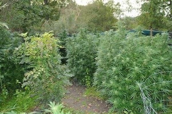 Mercredi 16 octobre, alors qu’ils recherchaient une personne à Orléat, dans le Puy-de-Dôme, les gendarmes ont découvert une plantation de 30 pieds de cannabis