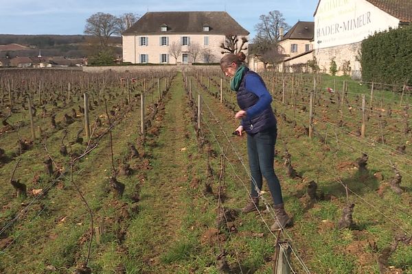 Pour les vignerons, des périodes de gel après la sortie des bourgeons seraient dévastatrices.