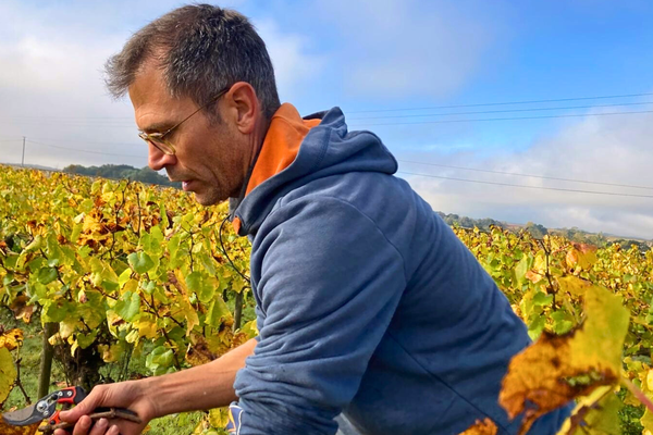 pré-taille de la vigne au Château Haute Févrie Muscadet à Maisdon-sur-Sèvre en Loire-Atlantique