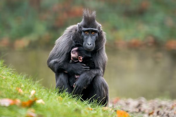 Le macaque à crête est menacé d'extinction.