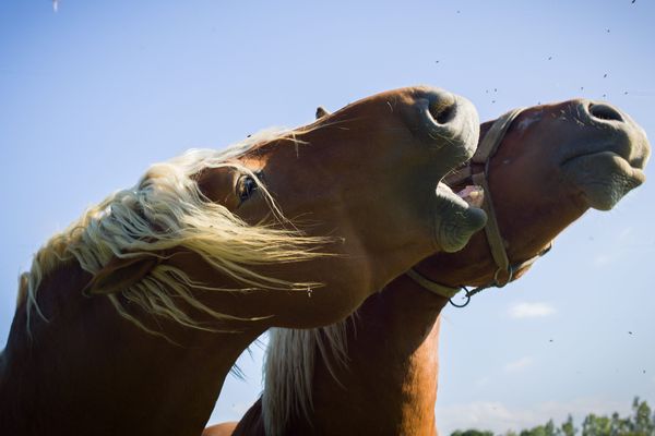 Des chevaux comtois. 