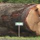 Ces arbres ont des caractéristiques prisées des tonneliers pour fournir aux vignerons les tonneaux de leur choix qui serviront à la maturation des crus de vins les plus prestigieux.