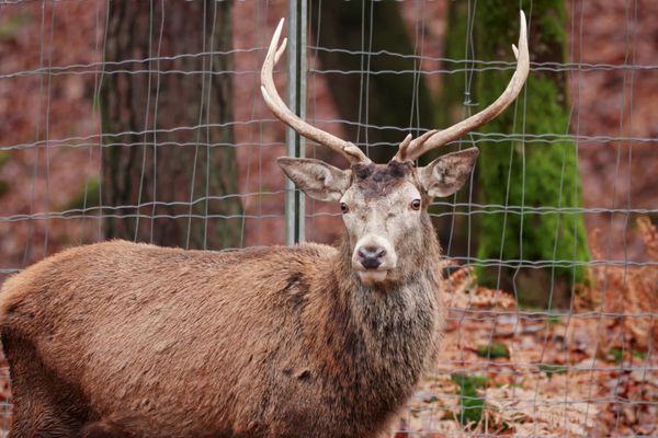 Le parc animalier de Fougerolles Saint-Valbert en Haute-Saône organise des visites à la découverte du cerf élaphe.