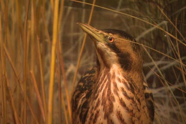 Le butor étoilé, un héron que l'on trouve sur la côte picarde, est considéré comme très menacé par les ornithologues.