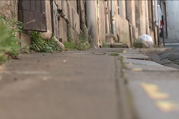 Au bord des trottoirs, le long des murs, la végétation spontanée est libre de pousser à Poitiers.