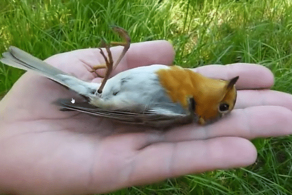 Le simulacre de mort est une ruse bien connue du monde animal. Mais il est rarement observé dans la nature. Une association espagnole vient de partager une vidéo où un rouge-gorge des Pyrénées se raidit et fait semblant d'être mort pour éviter un danger. On appelle cela la thanatose.