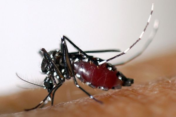 Un moustique tigre (Aedes albopictus)