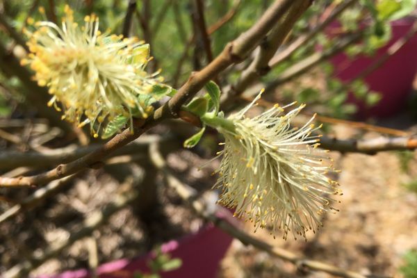 En ce moment, les bouleaux, noisetiers et saules sont en pleine pollinisation. 