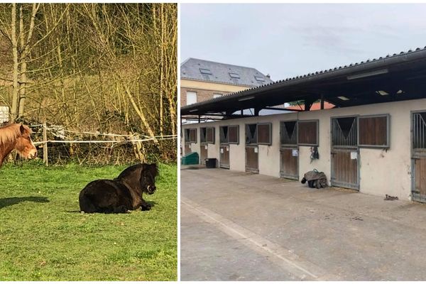 En l'absence de cours d'équitation ou de propriétaires pour les travailler, les pensions et centres équestres s'organisent pour sortir les chevaux.