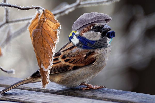 On ressort les doudounes en plumes