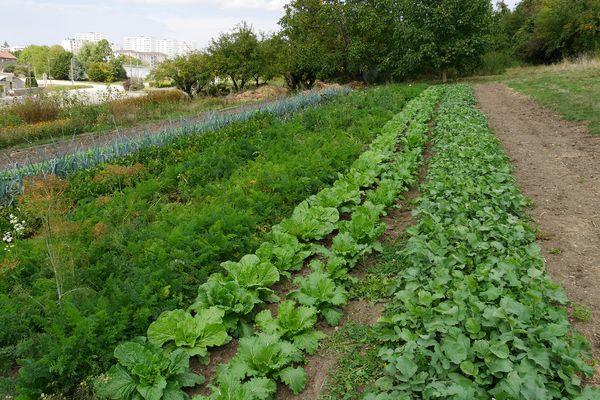 Dans Besançon, le "Potager des Vaîtes" bénéficie de conditions agronomiques excellentes selon des analyses en laboratoire