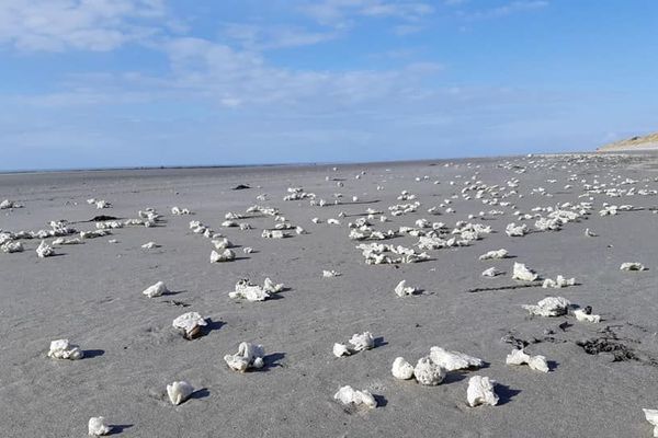 Des boulettes de paraffine ont été découvertes sur près de 115 km de côte entre Marck et Le Crotoy.