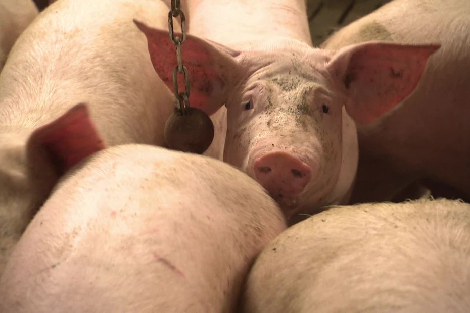 Rennes Administrative Court Cancels Authorization for Expansion of Priziac Pig “Factory Farm”