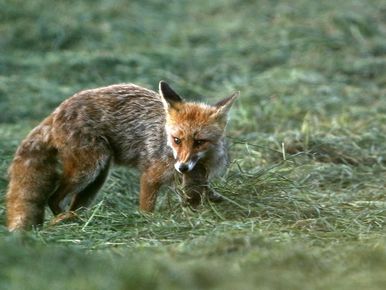 Deux-Sèvres : le renard roux dans le viseur