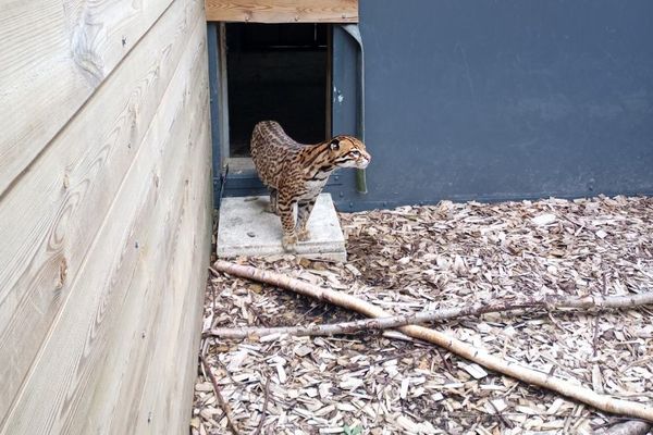 L'ocelot venu du zoo d'Arcachon menacé par les flammes prend ses repères dans son enclos au Cerza