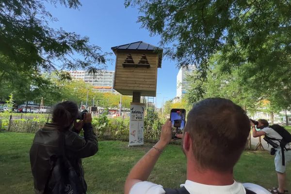 Un pigeonnier contraceptif a été inauguré quartier Esplanade à Strasbourg ce lundi 26 août.