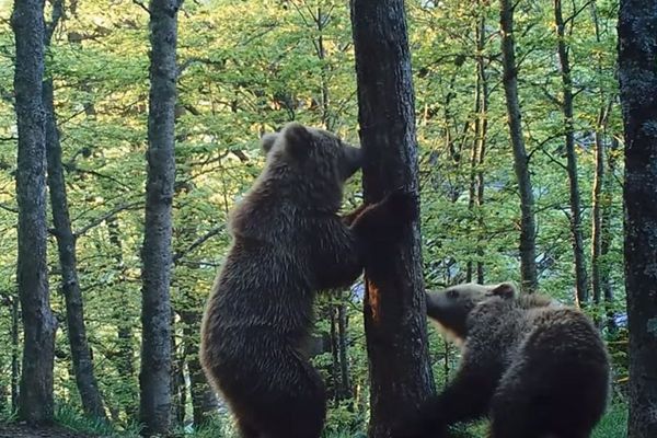 La télémanifestation a pour but de défendre la présence de l'ours dans les Pyrénées