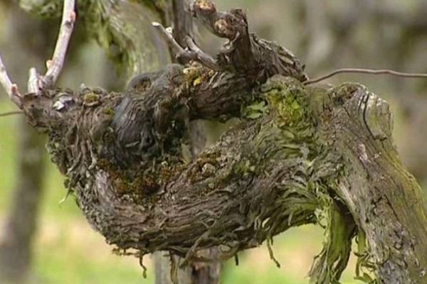 La vigne en Bourgogne