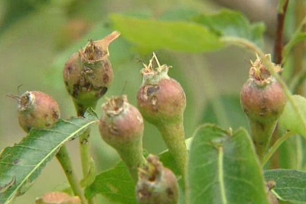 Les cultures fruitières et maraîchères ont essuyé des intempéries violentes, notamment de la grêle, en Isère.  