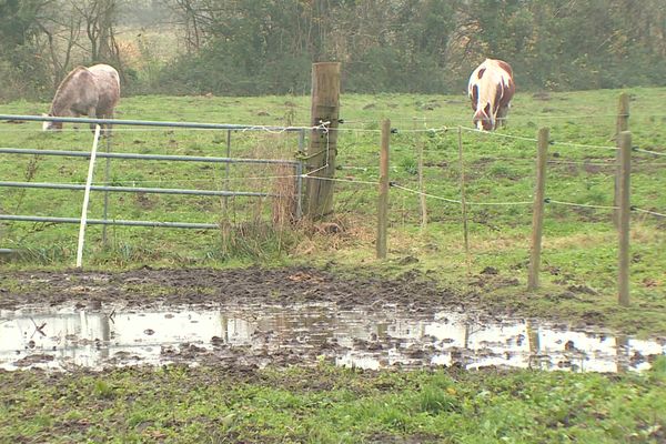 En baie de Somme, les centres équestres doivent déplacer leurs chevaux des pâtures inondées par les pluies des dernières selaines.