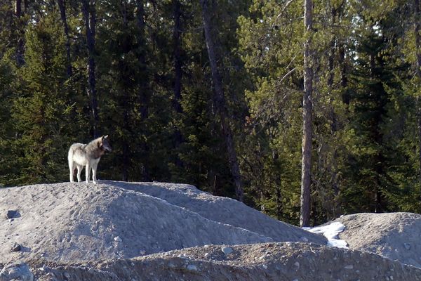 C'est un nouvel indice de la présence de l'animal dans le Doubs, après la découverte d’un cadavre de loup à Chaffois (25) en mars 2018