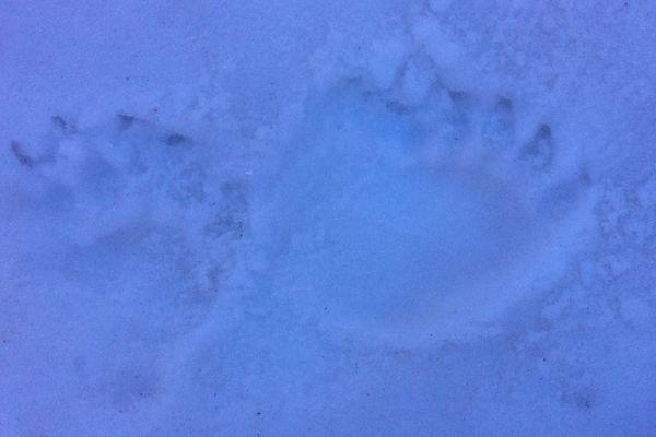 Les traces de l'ours - 1er mars Pyrénées Espagne