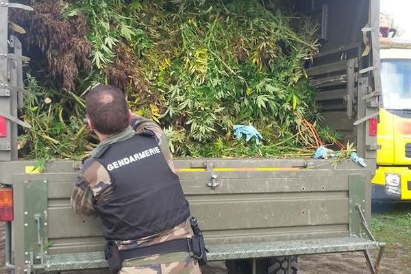 Des centaines de pieds de cannabis ont été saisis lors de l'opération menée dans un camp de gens du voyage à l'entrée est de Nantes ce vendredi 13 octobre 2017.