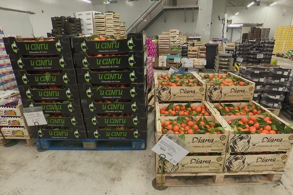 Dans les vastes halls, en cette période de Noël, les parfums de clémentine, d'orange et de raisins se mèlent au marché d'intérêt régional de Rennes