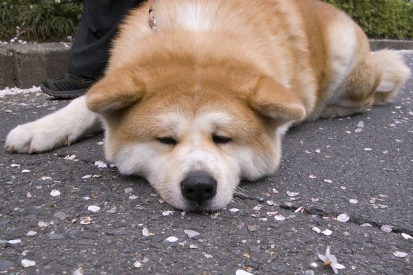 Reika, la chienne du préfet du Tarn est une femelle Akita de 3 ans et demi (illustration).