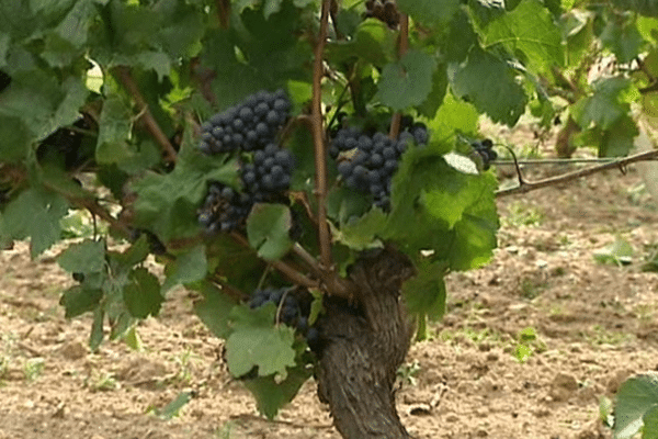 Le soleil a permis au raisin de se gorger de sucre.