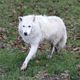 Un loup au zoo de Thoiry (Yvelines).